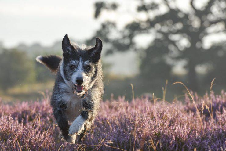 cane corre