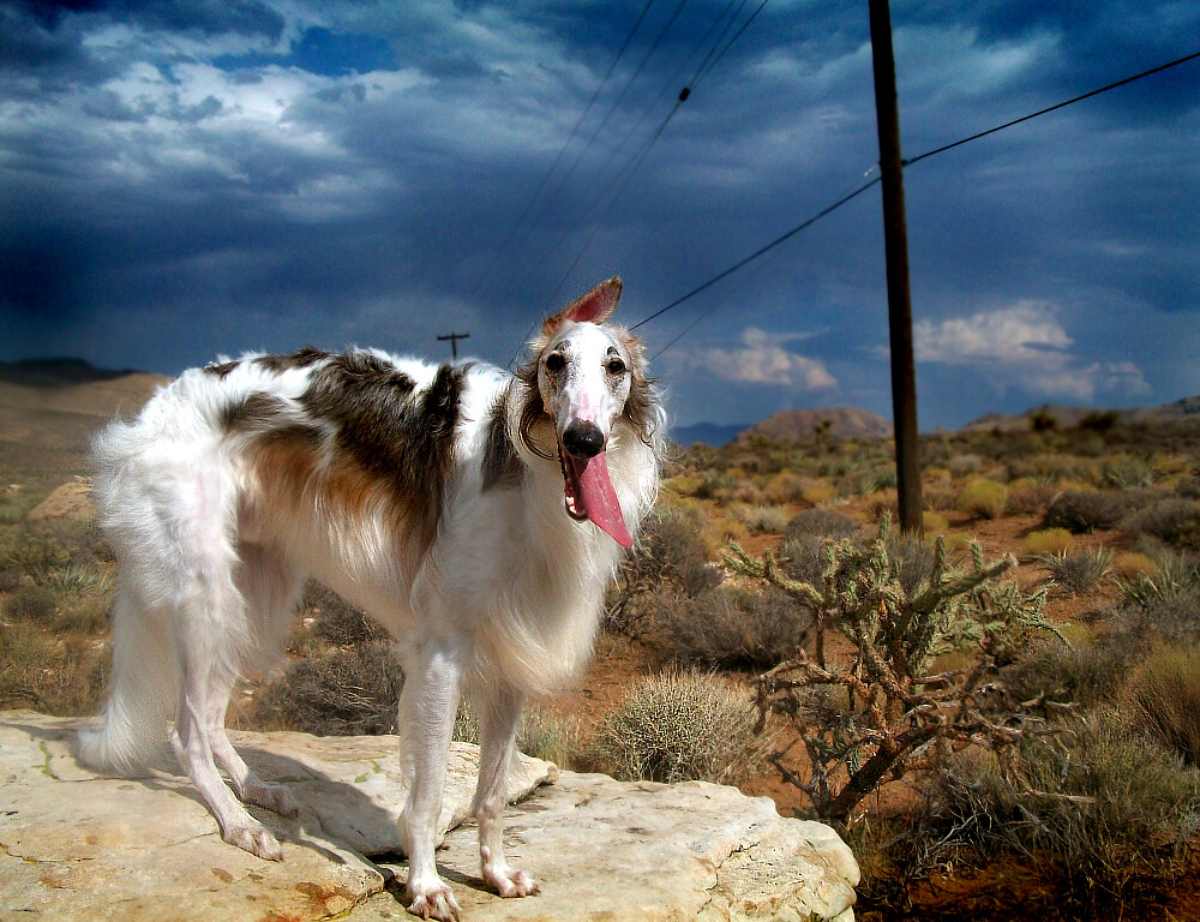 Canni Rusk Razze di cani russi sconosciute: dalla Russia, alcuni cani davvero ignoti