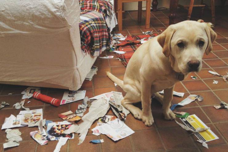 cane distrugge casa