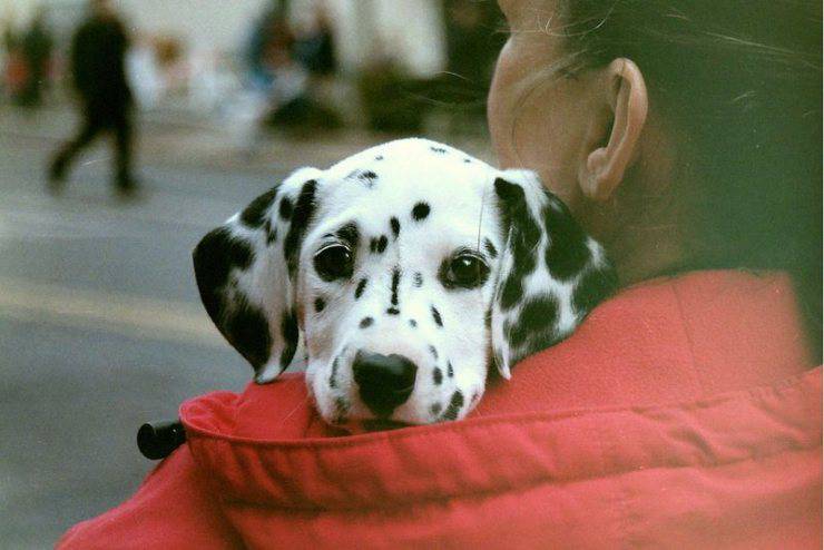 cucciolo di dalmata