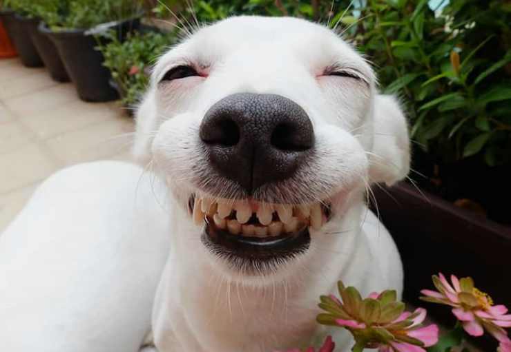 Cane sorridente (Foto Instagram)