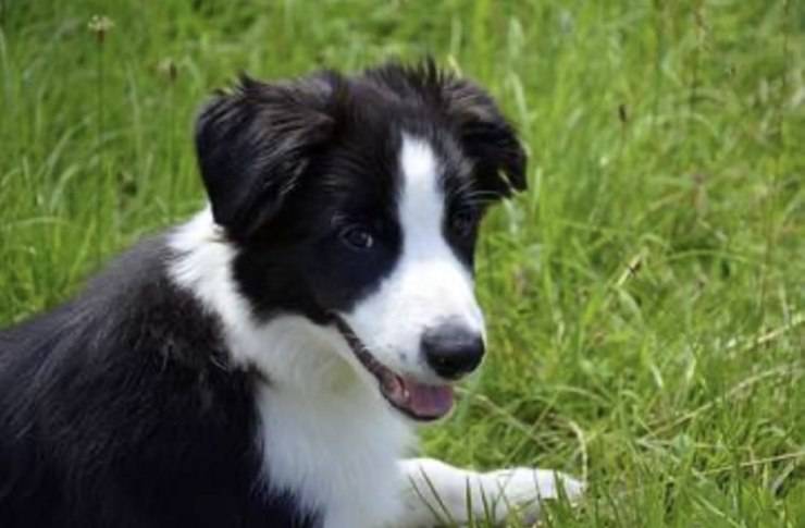 cane border collie prato