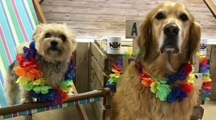 Due cani in festa (Foto Instagram)