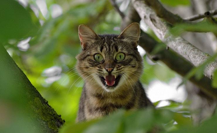 gatto paura delle forbici