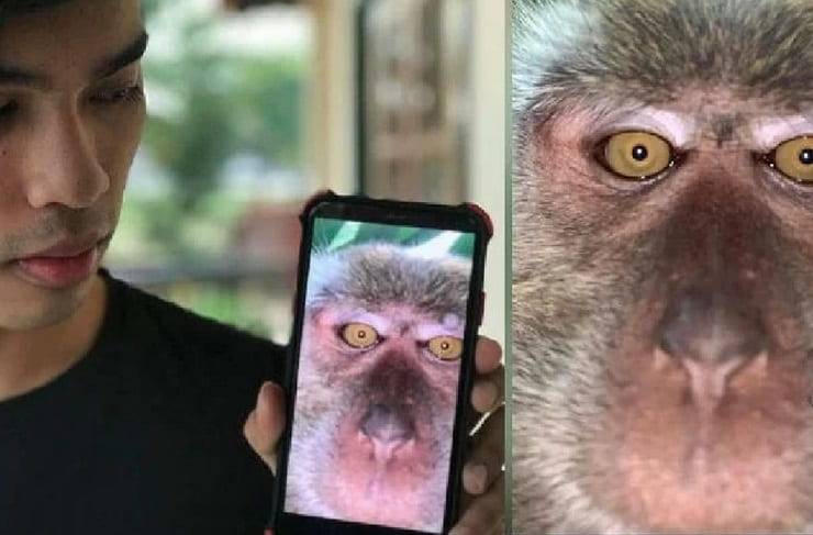 selfie e video di scimmie