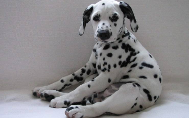 cucciolo di dalmata