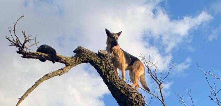 Animali litigiosi sull'albero (Foto Facebook)