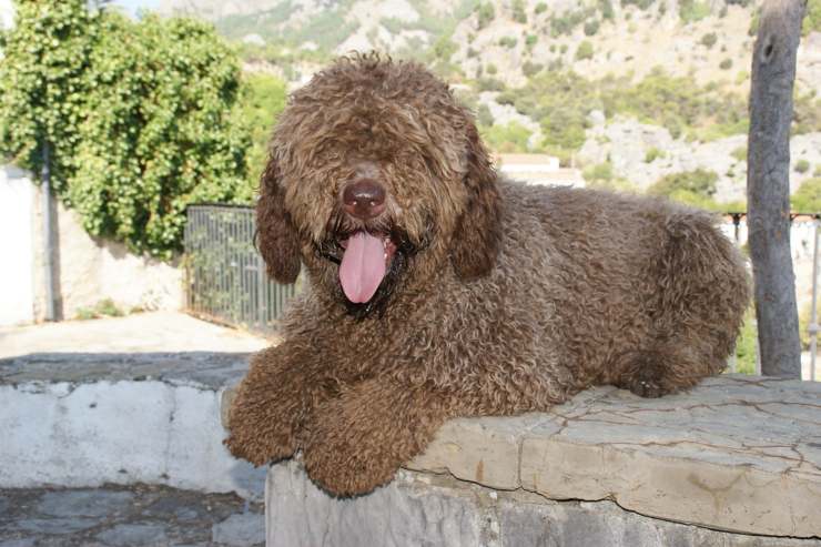 Perro de Agua Español