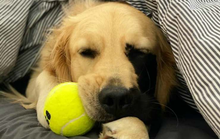 Il cane e la pallina da gioco (Foto Instagram)