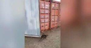 Il micio in libertà (Foto video)