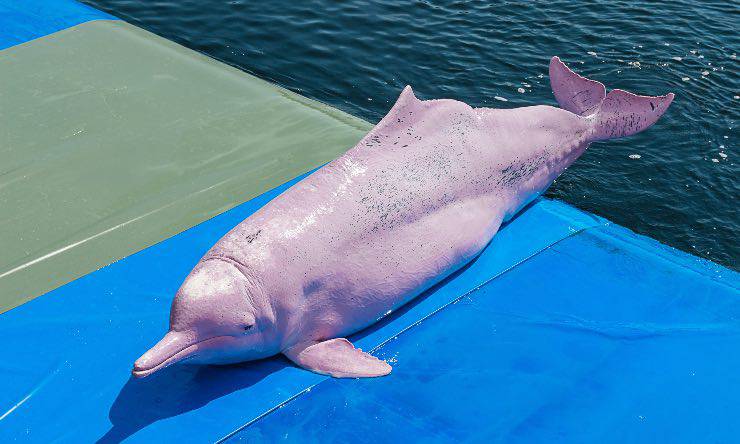 un delfino rosa