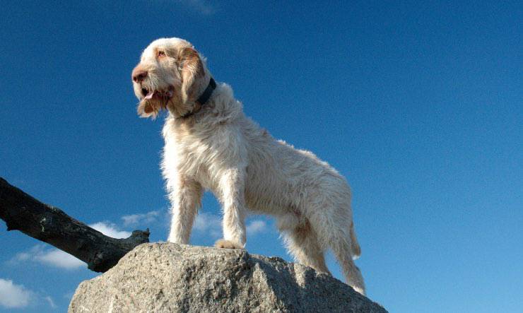 Spinone Italiano su di una roccia