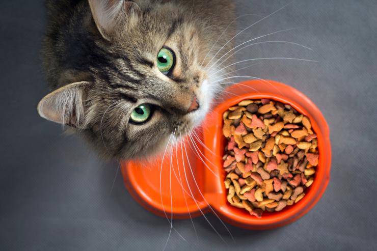 Alimentazione per il gatto malato di fegato