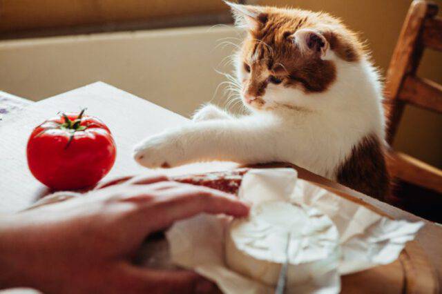 Come Educare Un Gatto A Non Salire Sul Letto