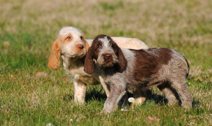 Cuccioli di Spinone Italiano