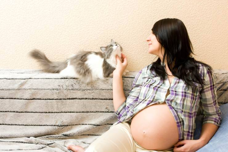 gatto donna incinta