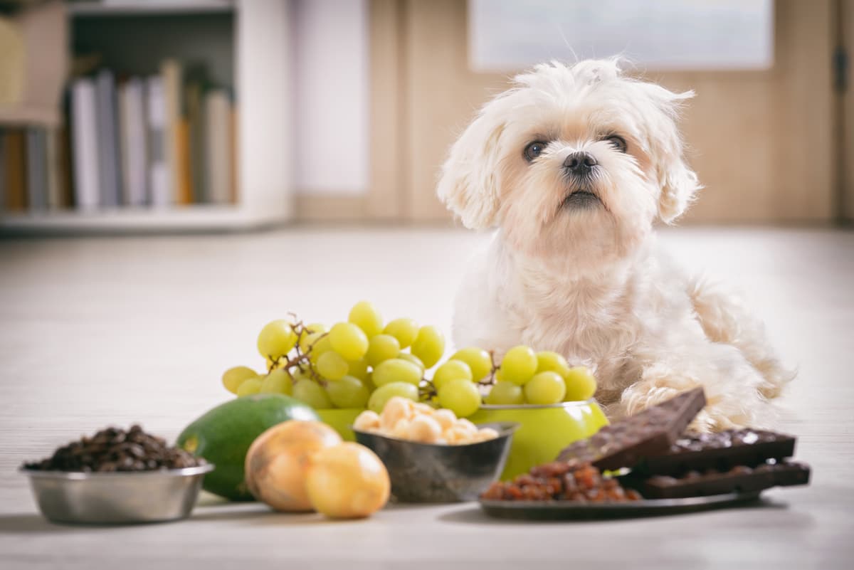 Frutti velenosi per il cane (Foto Adobe Stock)