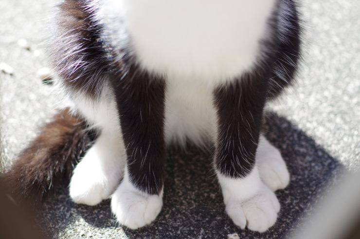 Il gatto ha le zampe posteriori deboli