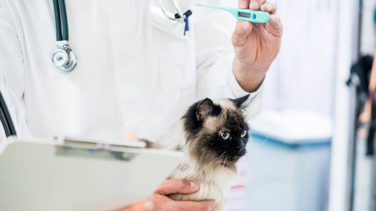 Misurare la febbre al gatto senza termometro