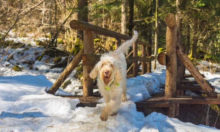 Spinone Italiano fra la neve