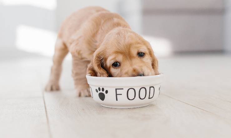 Cane che mangia dalla sua ciotola