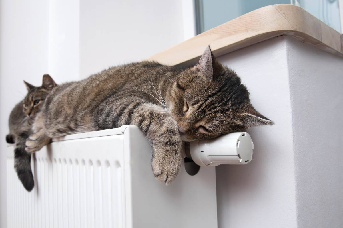 I gatti più freddolosi: tutte le razze feline che soffrono di più il freddo