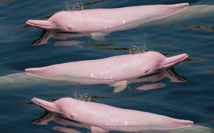Esemplari di delfini rosa