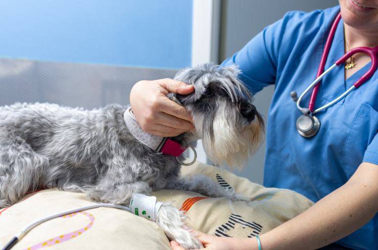 cane in cura dal veterinario