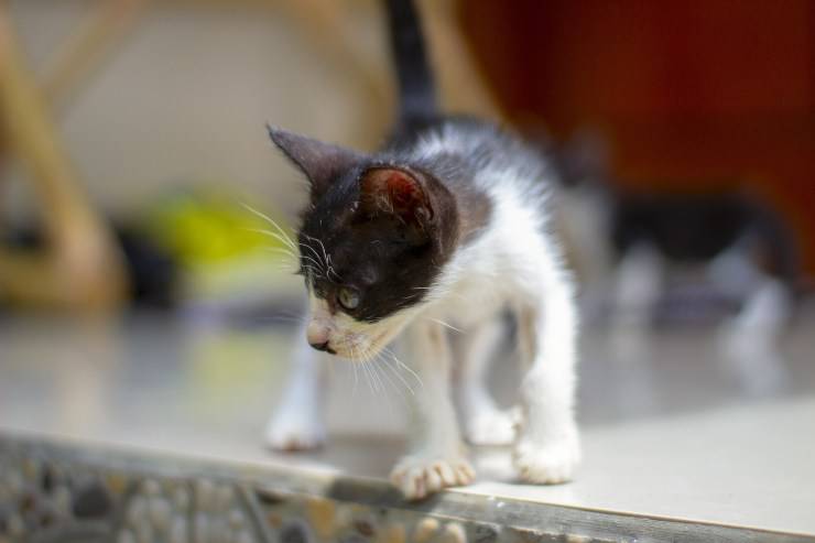 Il gatto ha le zampe posteriori deboli