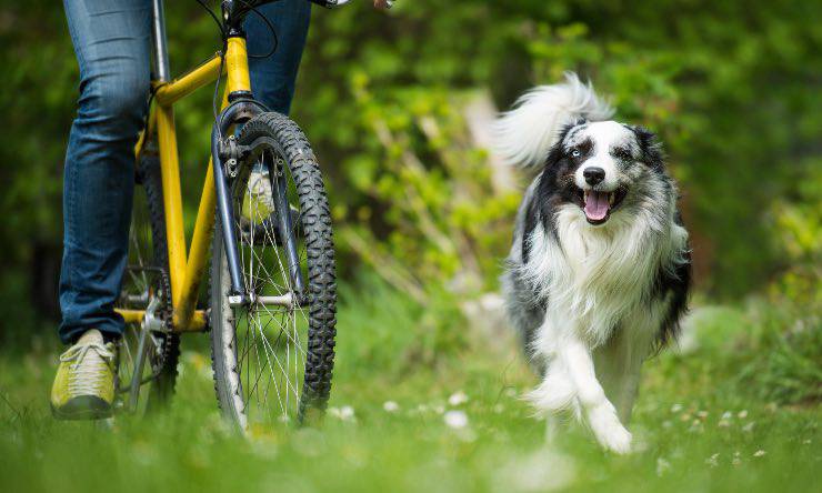 Cane corre con il padrone in bicicletta