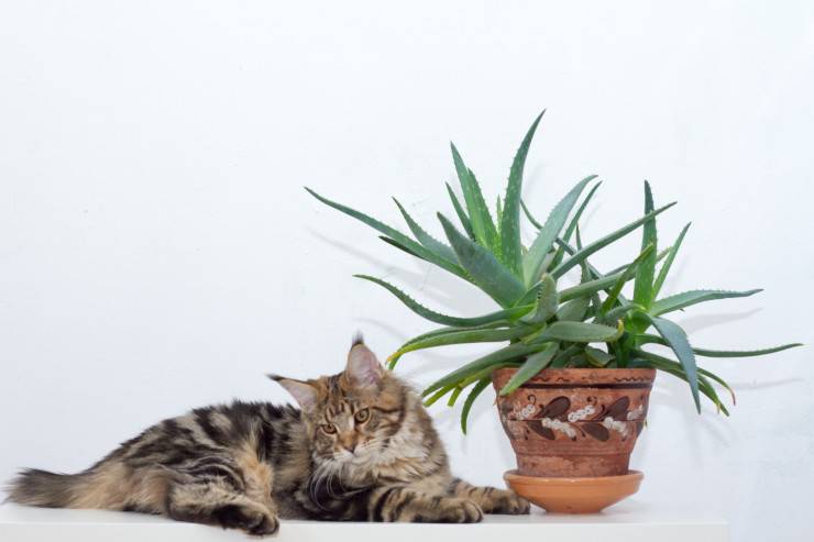 Aloe vera sul gatto