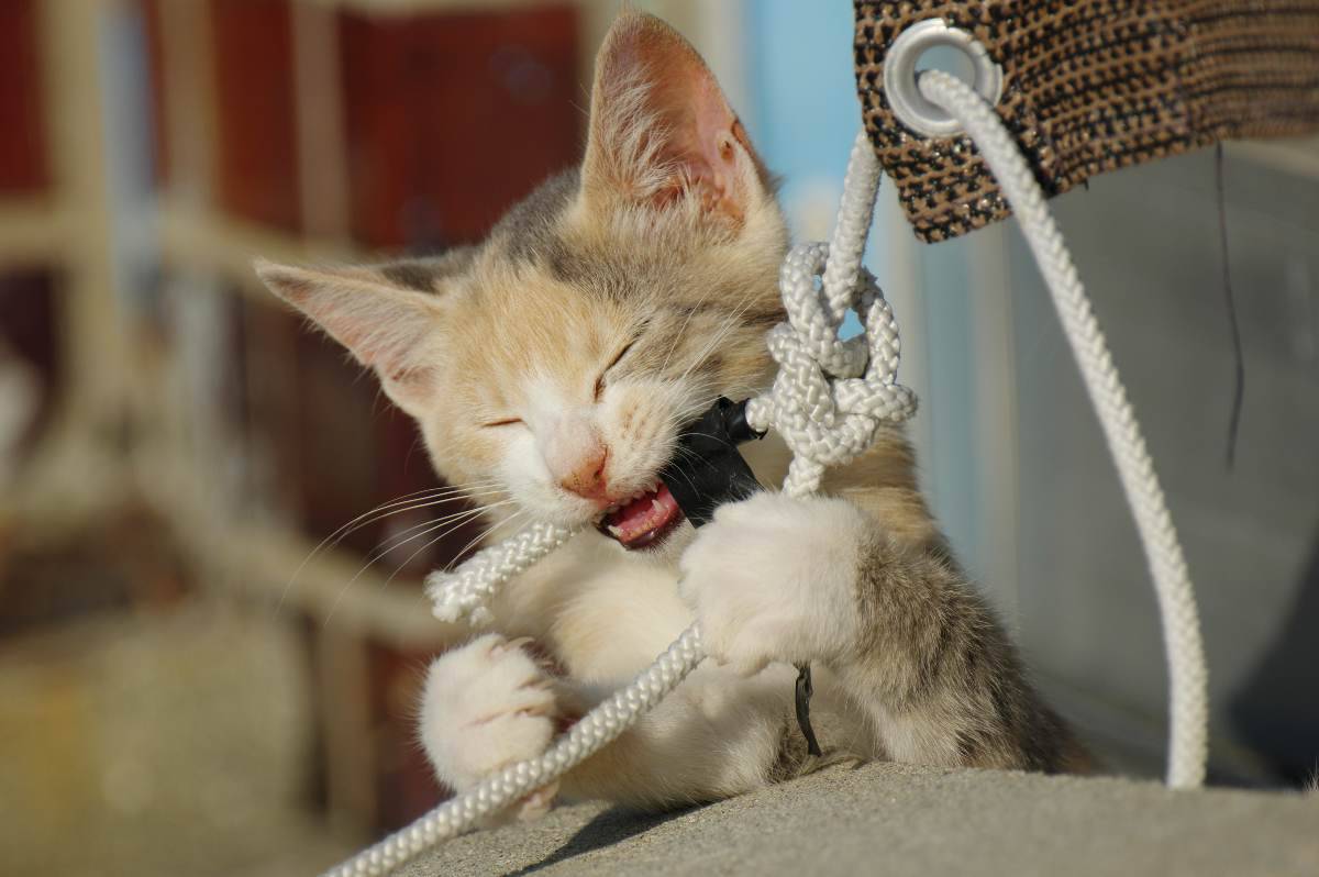 Educare Un Gattino Che Morde 5 Mosse Giuste Per Insegnargli A Non Farlo