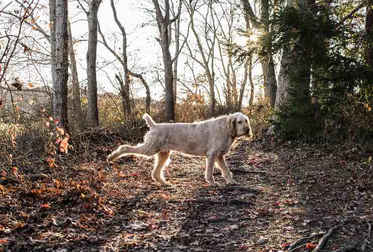 Spinone italiano in un bosco