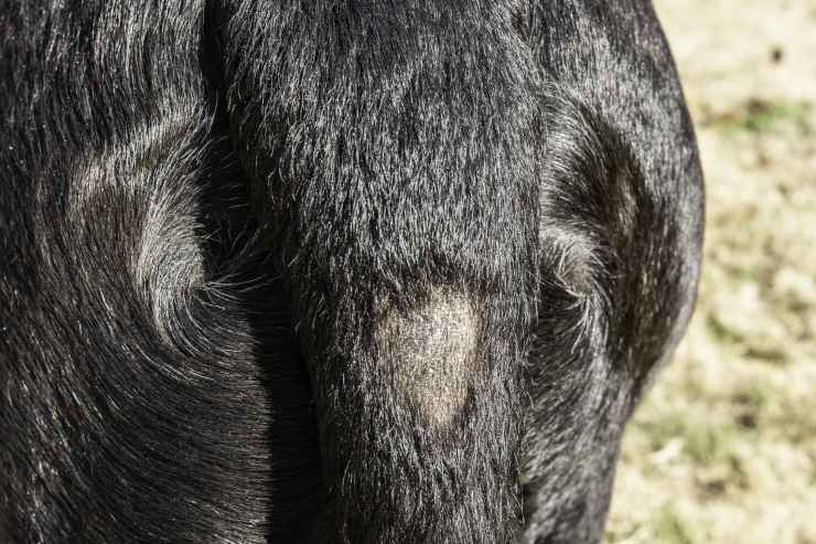 Alopecia nel cane