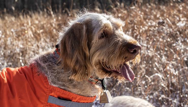 Profilo di spinone italiano