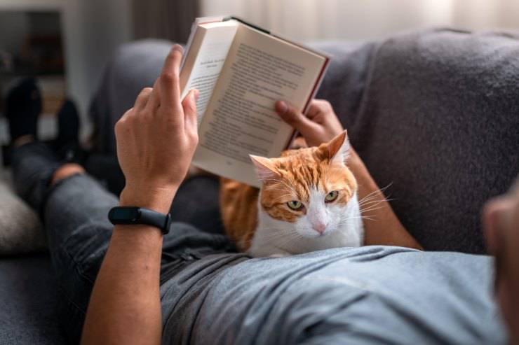 Il gatto si stende sul padrone