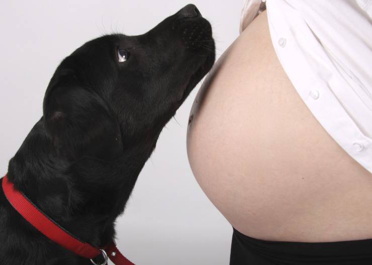 cane donna incinta