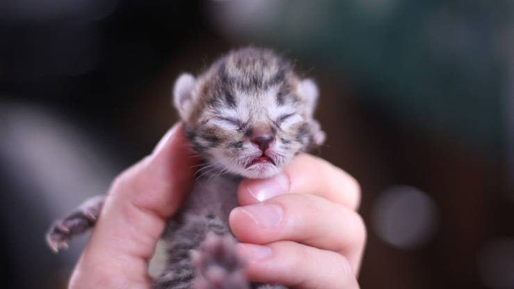 gattino gattini appena nati nato cucciolo gatto