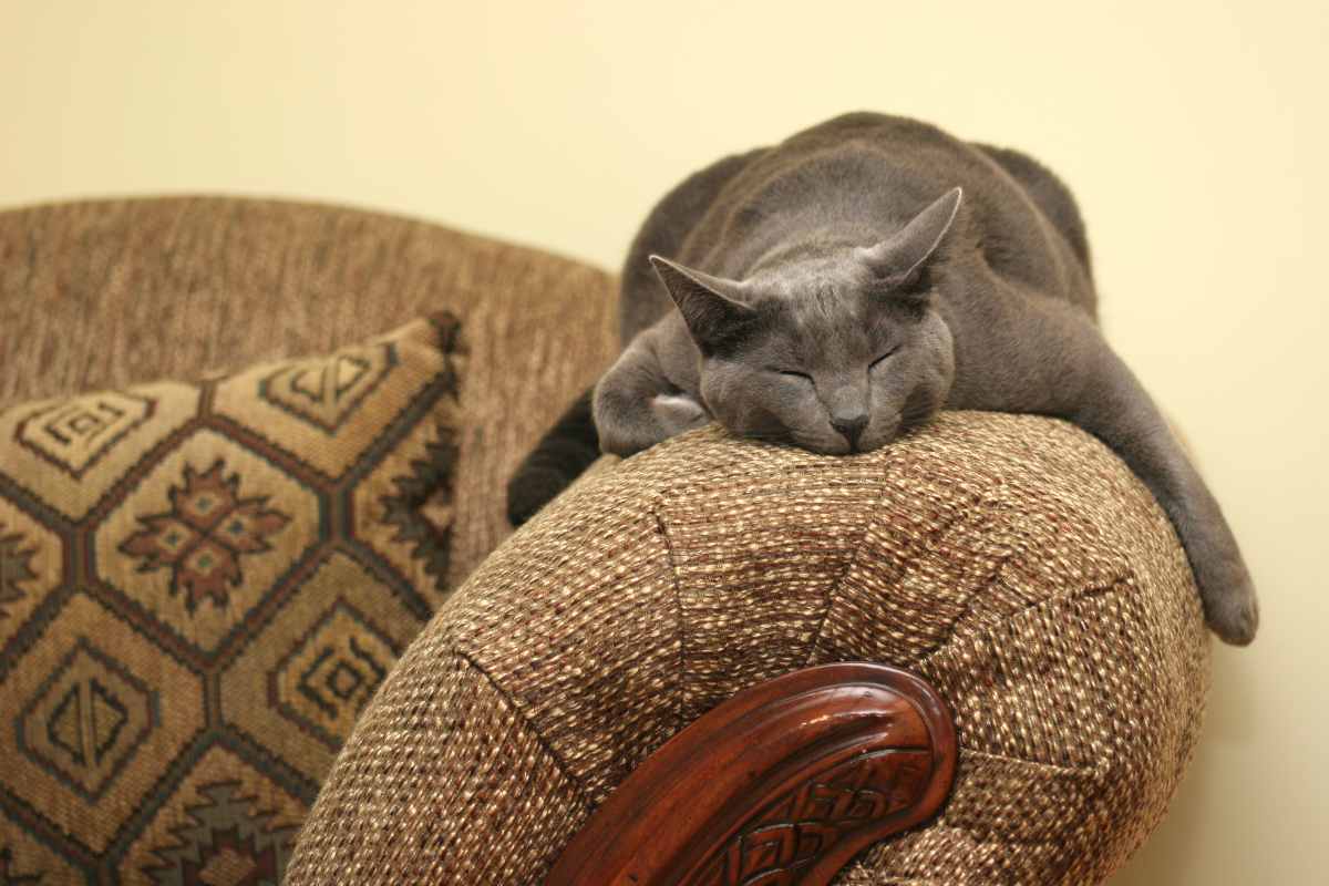 Come Si Dice Gatto Nel Carbone In Finlandese