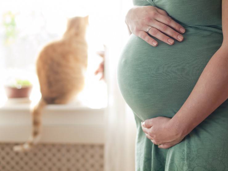 gatto donna incinta