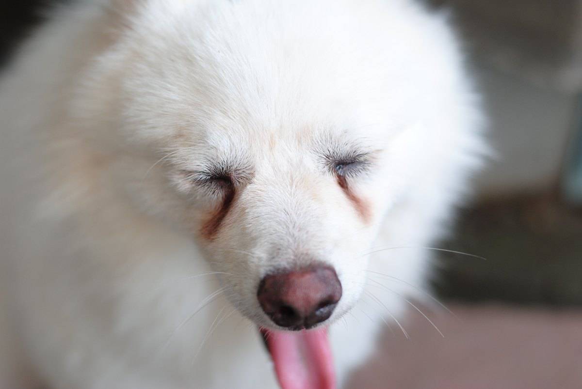 cane con pelo davanti agli occhi