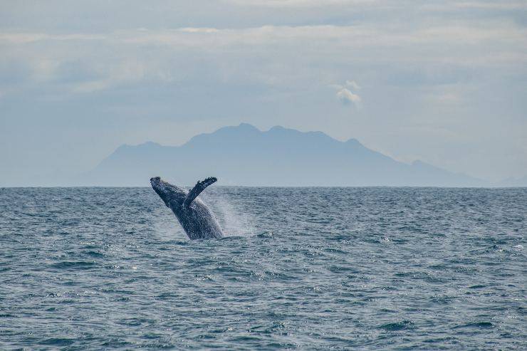 Balenottera azzurra