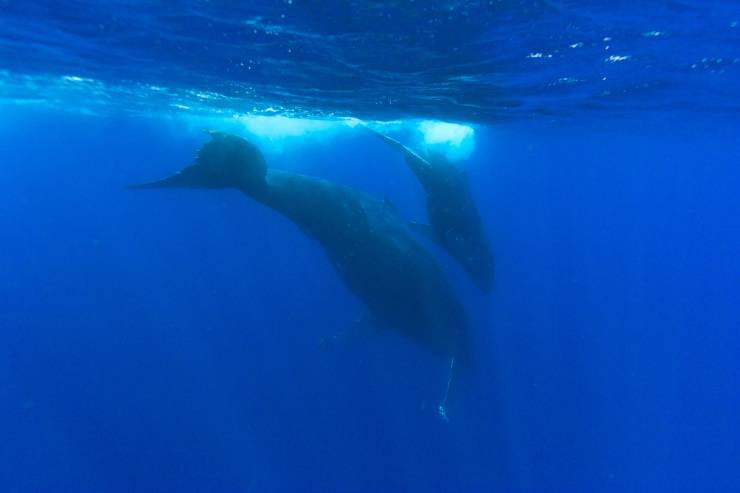 Balenottera azzurra