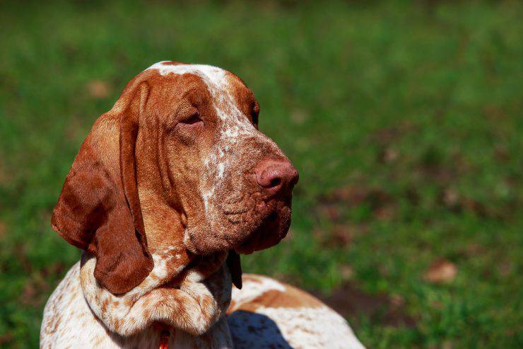 Il bracco italiano