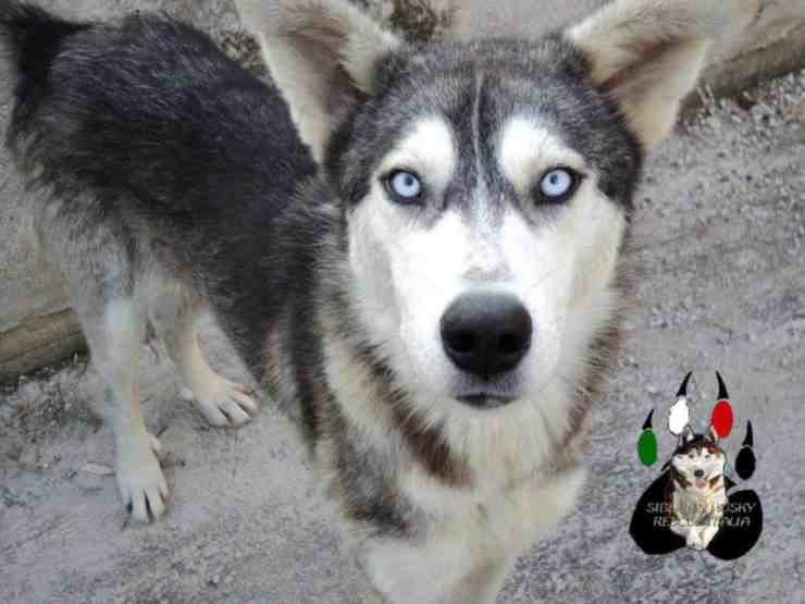 Siberian Husky maltrattato e abbandonato dal suo proprietario (foto Facebook) 