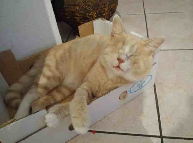 Sushi, il gatto cieco abbandonato in un sacchetto di plastica (Foto Facebook) 