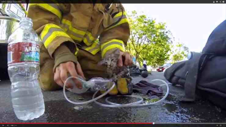 Gattino rischia la vita in un incendio: vigili del fuoco provano a salvarlo (foto Facebook)