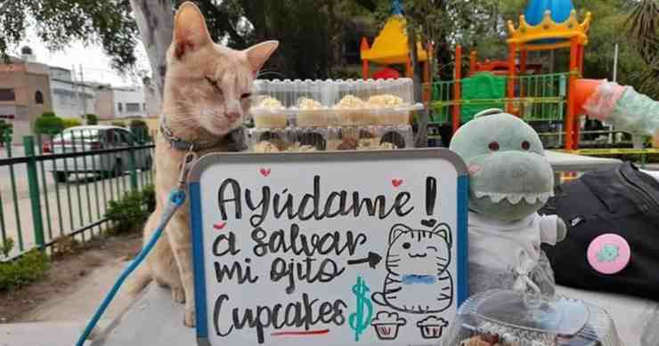 Antonio, il gatto che vende cupcake per salvarsi dalla cecità (foto Facebook) 