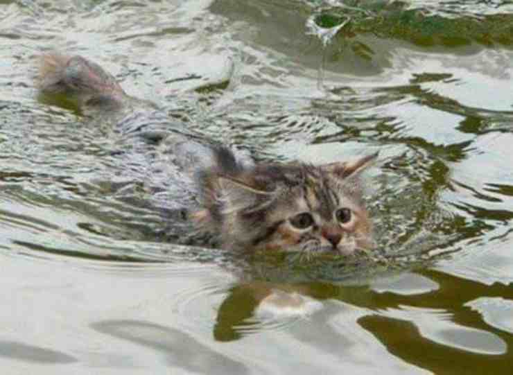 Cucciolo di gatto gettato in acqua con un sasso legato al collo: il salvataggio (foto Facebook) 