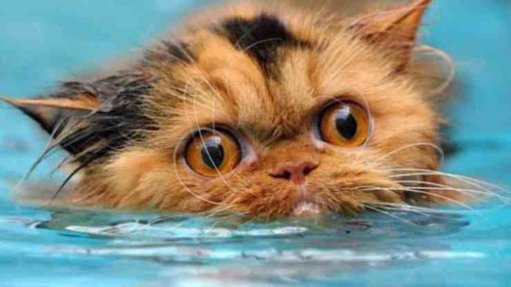 Cucciolo di gatto gettato in acqua con un sasso legato al collo: il salvataggio (foto Facebook) 
